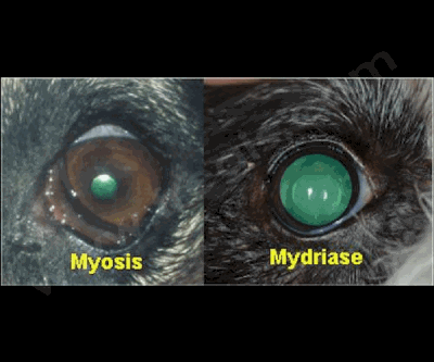 La taille de la pupille de l’œil du chien ou du chat peut être diminuée (myosis) ou augmentée (mydriase).