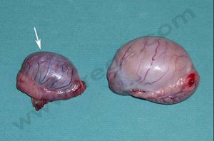 1. Testicules d’un chien monorchide après castration. Le testicule resté dans l’abdomen (flèche) était, comme c’est souvent le cas, atrophié par rapport à celui qui était en place dans les bourses (ou scrotum)
