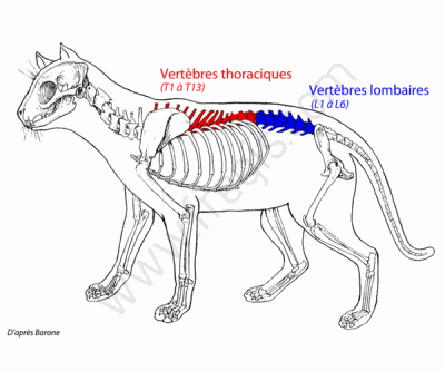 Egalement appelées vertèbres dorsales, les vertèbres thoraciques chez le chien  sont situées au niveau du thorax et s’articulent (sauf les dernières) avec les côtes.  Chez le chien et le chat, elles sont au nombre de 13 et désignées par les sigles T1 à T13.