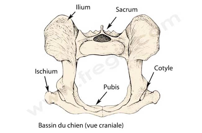 schéma: bassin du chien (vue craniale)