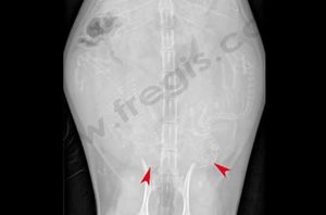 Radiographies d’une chatte à environ 50 jours de gestation, les flèches rouges indiquent les crânes