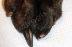 Onychodystrophie lupoïde symétrique du chien. Après la chute des griffes, les nouvelles sont fragiles et déformées