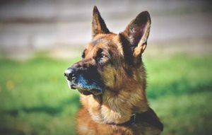 Le Berger allemand est une race de chien prédisposée aux polymyosites dysimmunitaires