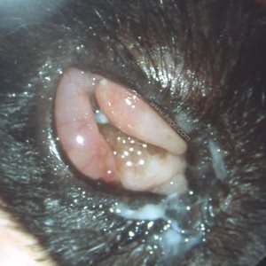 Coryza du chat. Grave kérato-conjonctivite due à un Herpès virus