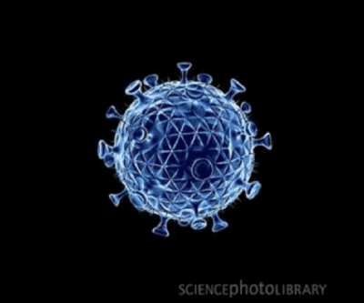 Virus de l’immunodéficience féline (FIV du chat) ©science photo library