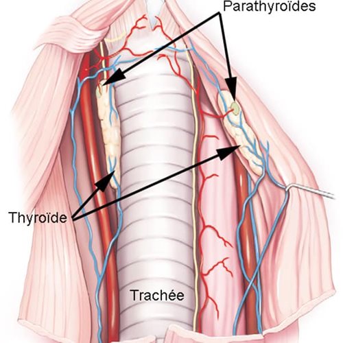 Glande thyroïde chez le chien (d’après Miller)