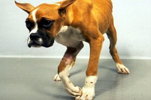 Troubles nerveux (ataxie) chez un chien atteint d’une forme avance de maladie de Carré