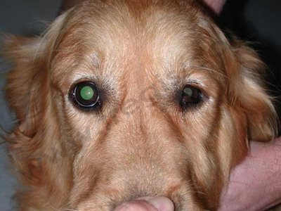 Procidence unilatérale de la 3ème paupière (ou membrane nictitante) chez un chien Golden retriever, due à un syndrome de Claude Bernard Horner