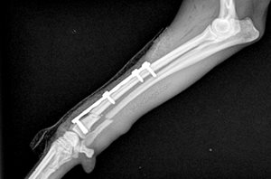 Fracture du radius et de l’ulna chez un petit chien : traitement chirurgical par plaque et vis