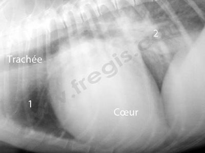 radiographie du thorax d'un chien cardiaque
