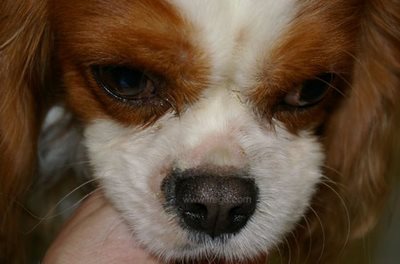 Lésions cutanées de démodécie chez un chien de race Cavalier King Charles atteint de pneumocystose.