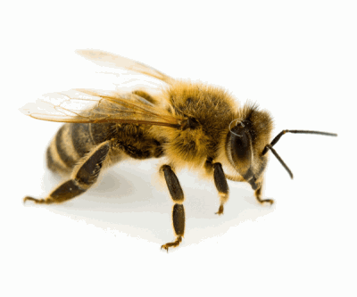 Les piqûres d’abeille peuvent être responsables de graves urgences chez le chien