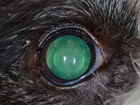 mydriase (dilatation de la pupille) chez le chien