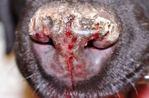 Autre forme de lupus discoïde, ou lupus érythémateux systémique (LES) se manifestant par des lésions de la truffe chez ce chien. (© Dr Vét D Héripret)