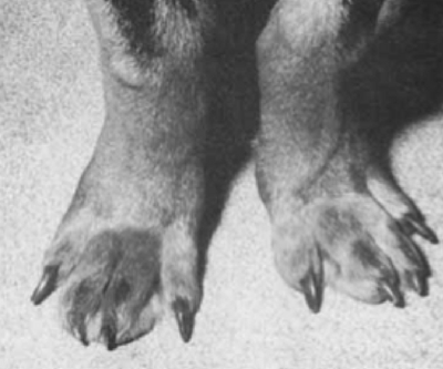 Chien de 7 mois, de race Rottweiler atteint d’une myopathie distale juvénile : écartement des doigts, palmigradie. (D’après Hanson et al 1998)