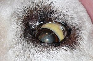 Ictère (ou jaunisse) visible au niveau de l’oeil (sclère) d’un chien présentant une leptospirose