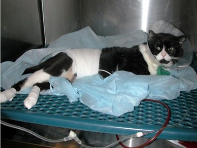 Obstruction urinaire grave chez un chat ayant nécessité la mise en place d’une sonde allant directement dans la vessie
