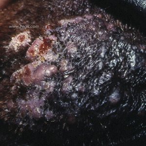 Furonculose du menton chez un chien de race Doberman