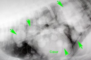 Radiographie pulmonaire sur chien Labrador présentant un hémangiosarcome au niveau de la cuisse. Des métastases sont visibles