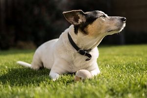chien Jack Russell