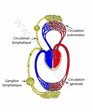 Schéma de la circulation sanguine et lymphatique.