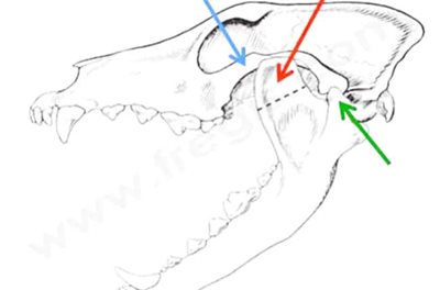 Crane de chien atteint d’une dysplasie temporo-mandibulaire