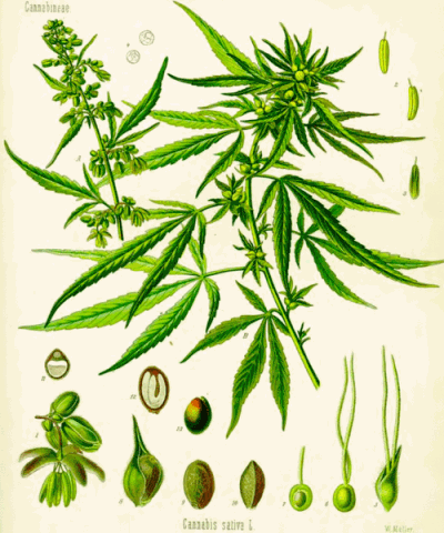 illustration botanique du cannabis