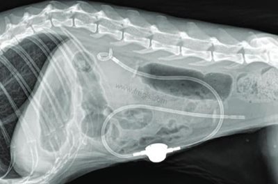 Radiographie de profil post-chirurgicale chez un chat opéré pour obstruction de l’uretère. Le système SUB en place relie le rein à la vessie et permet une libération de l’urine.