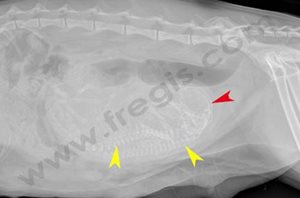 Radiographies d’une chatte à environ 50 jours de gestation, les flèches jaunes la colonne vertébrale