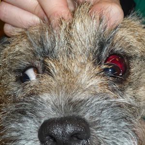 2. Chez ce chien, la chute des plaquettes due à une thrombocytopénie d’origine immunitaire se traduit par la présence d’une hémorragie sous-conjonctivale qui masque le blanc de l’œil.