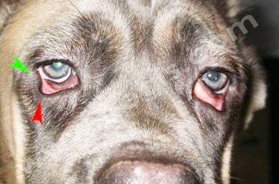 Anomalies multiples des paupières chez un chien Cane corso de 10 mois