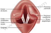 Schéma du larynx