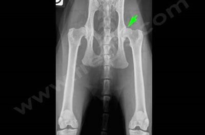 Radiographie  Dysplasie des hanches chez le chat