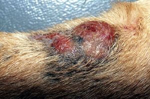 Nodule ulcéré sur la patte avant d’un chien présentant une dermatofibrose nodulaire