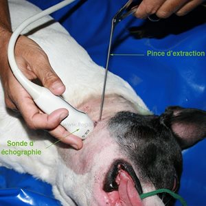 Extraction d'un épillet dans la gorge d'un chien, sous contrôle échographique