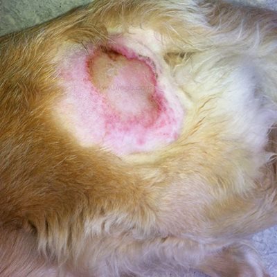 Maladie de la peau : chien présentant une folliculite pyotraumatique