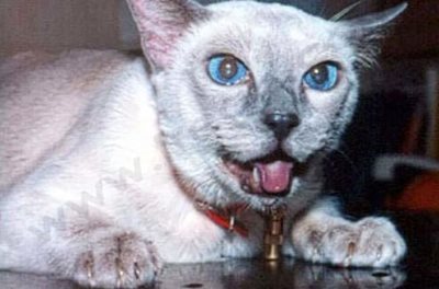 Aspect caractéristique d'un chat présentant une grave difficulté respiratoire