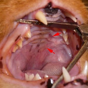 Lésions dans la bouche d’un chat atteint de coryza (ulcères)