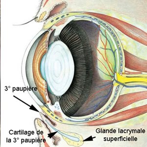 Œil du chien et du chat : glande lacrymale superficielle, souvent confondue avec la glande Harder - CHV Fregis
