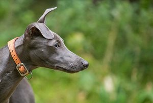 Le Whippet est une race de chien prédisposée à la glycogénose de type VII (ou déficience en phosphofructokinase)​