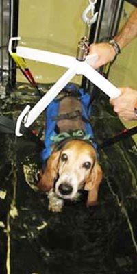 Pendant la séance le chien est sécurisé par un harnais ou filet de soutien, maintenu par des sangles sur une crois d'attache commandée par un treuil électrique​