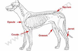 Principales localisations de l’ostéochondrose (ostéochondrite ou OCD) chez le chien