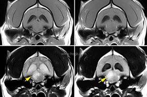 2. Résonance magnétique (IRM) chez un chien atteint de méningo-encéphalite granulomateuse.