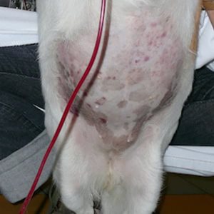 1. Thrombocytopénie (chute des plaquettes sanguines) à médiation immune chez le chien. on note la présence de nombreuses petites hémorragies (pétéchies) au niveau de la peau du ventre. Le chien est placé sous transfusion sanguine.