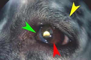 1. Chien de race Labrador atteint d’un syndrome de Claude Bernard Horner idiopathique avec ptose de la paupière (flèche jaune), procidence de la 3ème paupière (flèche verte) et myosis (flèche rouge)