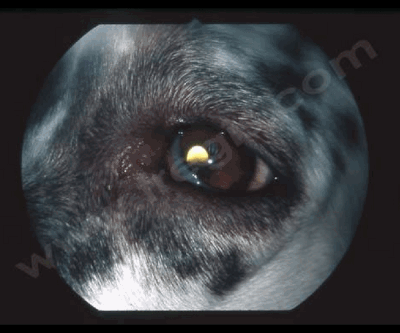 Enophtalmie et procidence de la membrane nictitante chez un chien de race Setter.