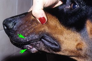 Furonculose du menton chez un chien de race Doberman