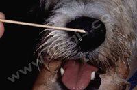 3. chien présentant une « anesthésie » nasale et paralysie de la mâchoire secondaires à un macroadénome hypophysaire