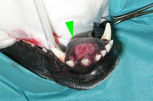 1. Fibrosarcome de la mâchoire inférieure chez un chien Labrador