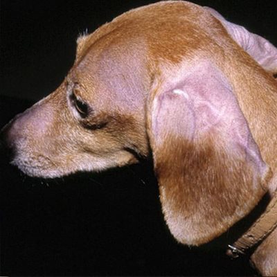 Alopécie en patron localisée aux oreilles chez un chien de race Teckel (photo D Héripret)